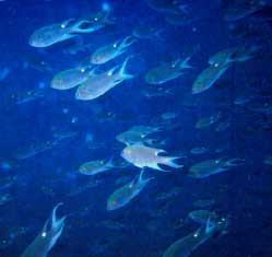 Fish off Ko-Khaangkhaao